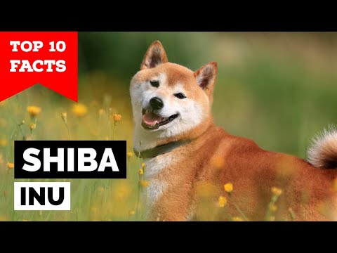 Shiba Inu - Top 10 Facts