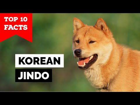 Korean Jindo - Top 10 Facts