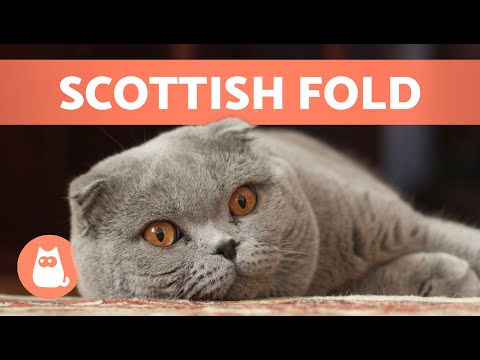 SCOTTISH FOLD CAT BREED 🐱 Characteristics, Care and Health 🐾