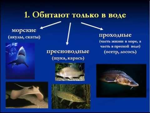 Рыбы особенности строения и жизни рыб