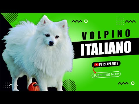 Volpino Italiano, A Dog With A Big Heart