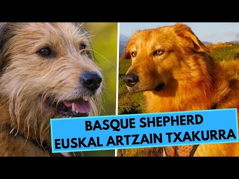 Basque Shepherd - TOP 10 Interesting Facts - Euskal Artzain Txakurra
