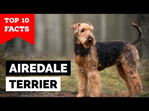 Airedale Terrier - Top 10 Facts