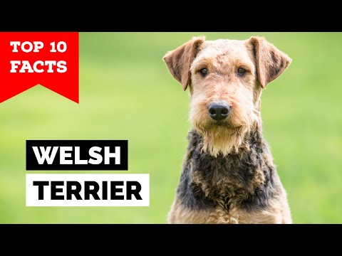 Welsh Terrier - Top 10 Facts