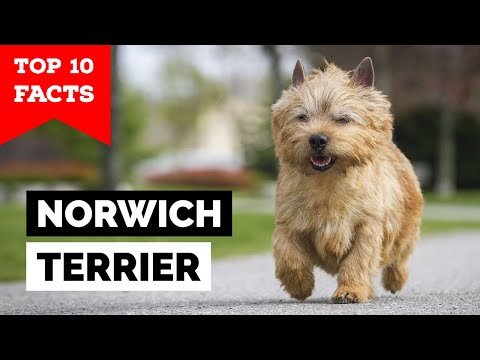 Norwich Terrier - Top 10 Facts