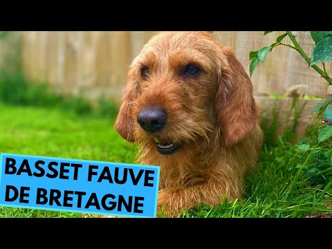 Basset Fauve de Bretagne Dog Breed - Facts and Information