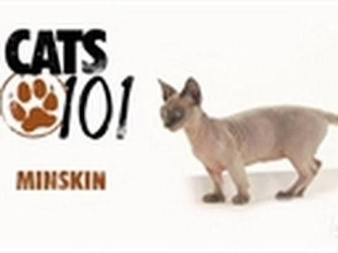 Minskin | Cats 101