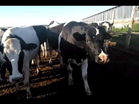 Чёрно пёстрая молочная порода коров Племенной крупно рогатый скот продажа 8965617005 WhatsApp