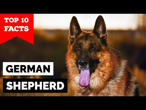 German Shepherd - Top 10 Facts