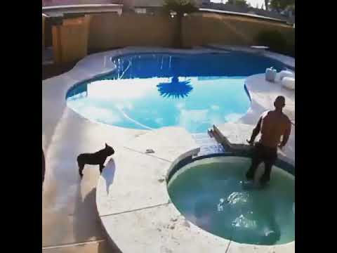 Не все собаки умеют плавать