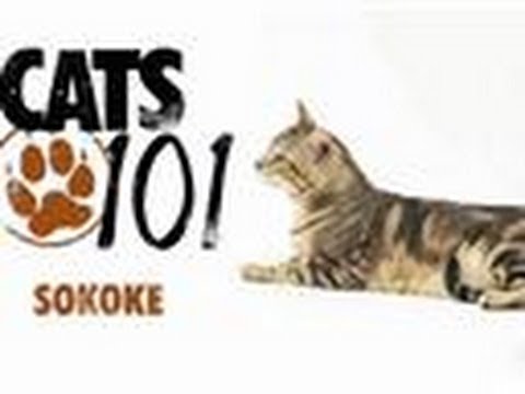 Sokoke | Cats 101