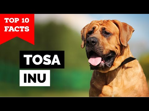 Tosa Inu - Top 10 Facts (Japanese Mastiff)