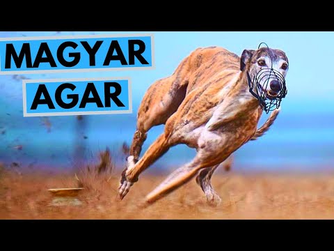 Magyar Agár Dog Breed - Facts and Information - Hungarian Greyhound