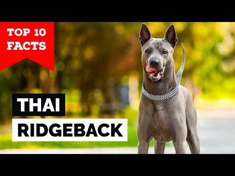 Thai Ridgeback - Top 10 Facts