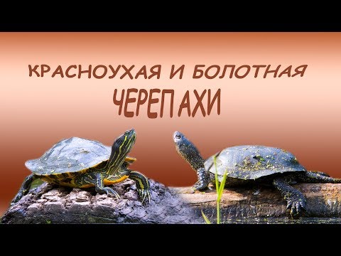 Черепахи в Москве
