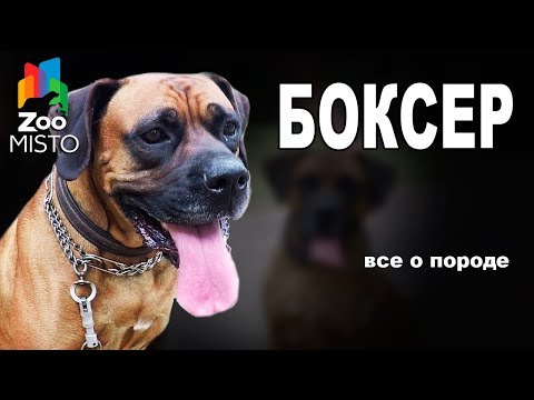 Боксер - Все о породе собаки | Собака породы - Боксер
