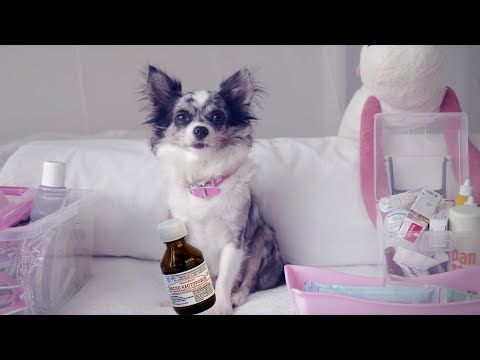 Ветеринарная аптечка для собаки | Чихуахуа Софи
