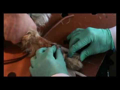 Внутривенная инъекция собаке. Docent A.D. Stepanov, ПДАТУ