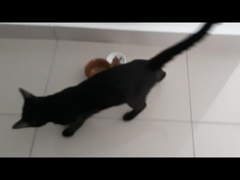 😃 Cat burying his food||Malaysian Cats