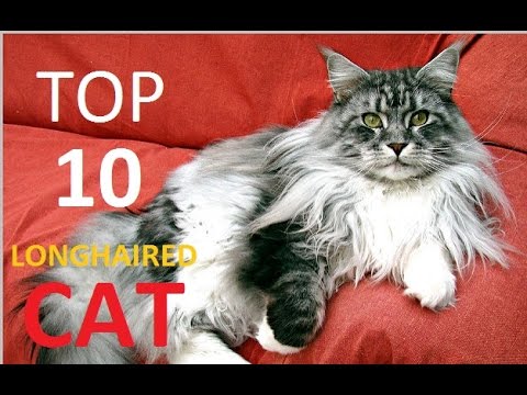 Top 10 Longhaired Cat Breeds You Need To Meet