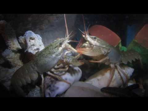 Раки едят гольяна. Crawfishes catched the fish and eating it.