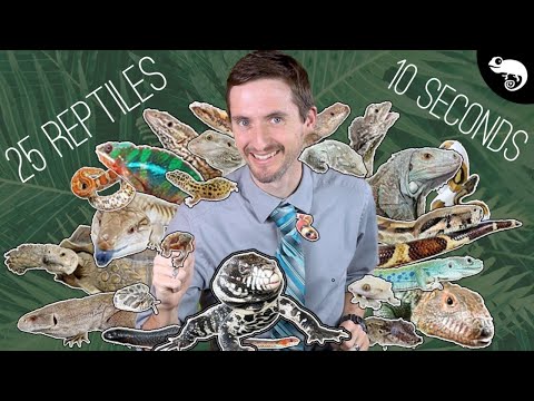 25 Popular Pet Reptiles - Which One Is Right For You?