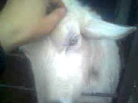 Какие кормушки делать для коз