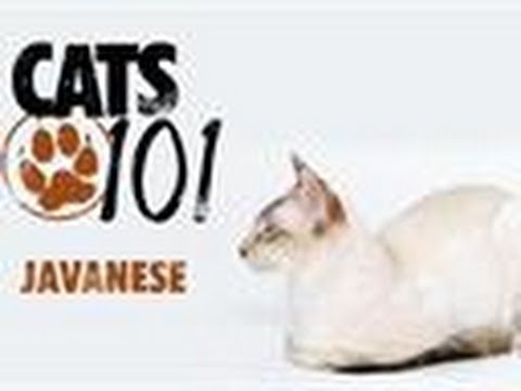 Javanese | Cats 101