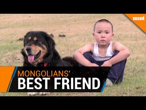 Mongolians&#039; best friend: saving herder dogs on the steppes