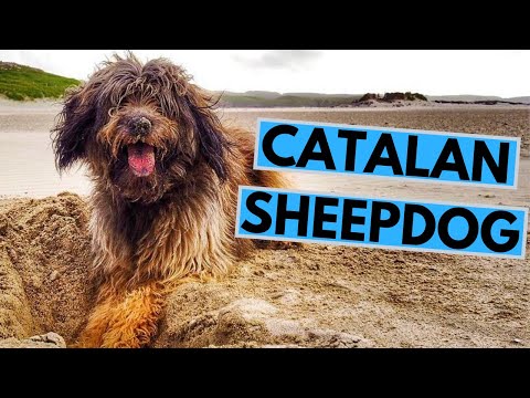 Catalan Sheepdog Breed - Facts and Information