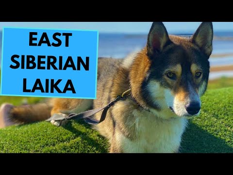East Siberian Laika - TOP 10 Interesting Facts