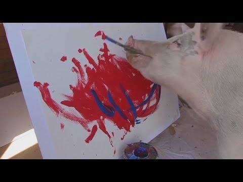 Pigcasso: the artistic pig with a passion for painting