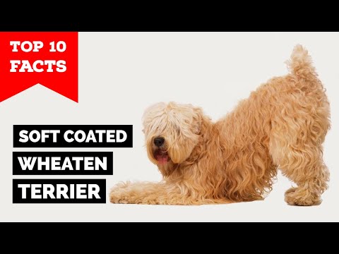 Soft Coated Wheaten Terrier - Top 10 Facts