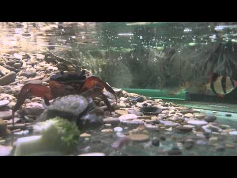 Радужный краб и красноухие черепахи в акватеррариум аквариуме