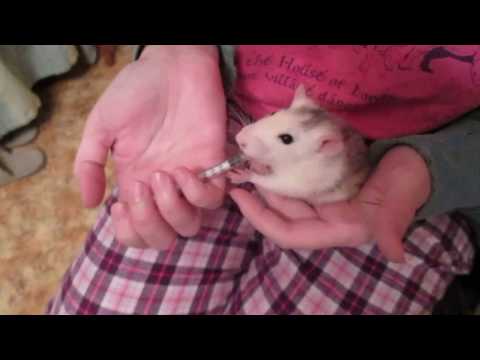 Как влить в крысу невкусное лекарство