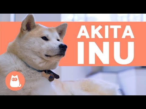 Akita Inu - Carattere e addestramento