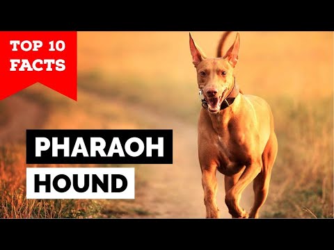 Pharaoh Hound - Top 10 Facts