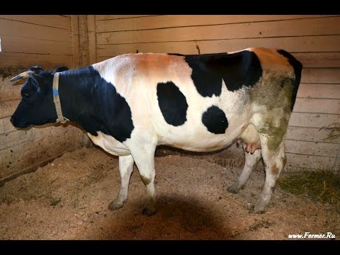 Фермерское хозяйство Крыловых. Дойные коровы Черно пестрой породы условия содержания