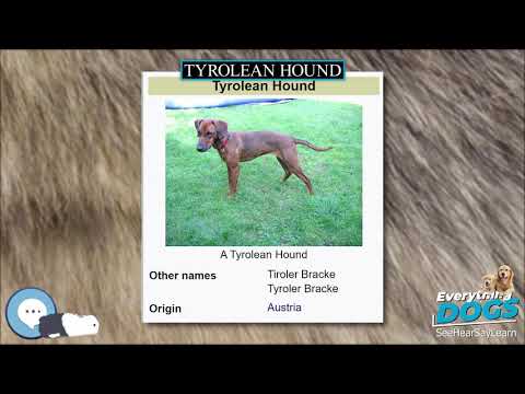 Tyrolean Hound 🐶🐾 Everything Dog Breeds 🐾🐶