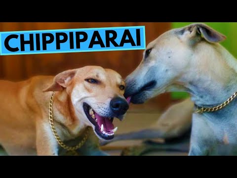 Chippiparai Dog Breed - Facts and Information