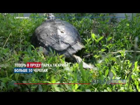 Три ведра черепах выпустили в пруд в Симферополе