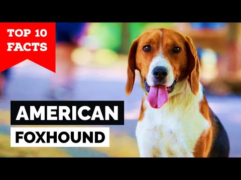American Foxhound - Top 10 Facts