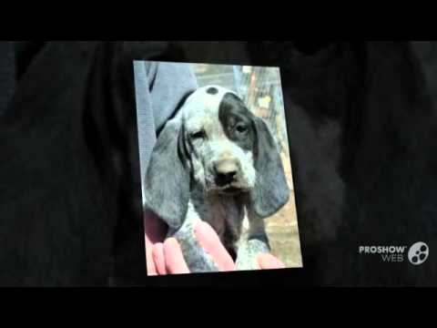 American Blue Gascon Hound Dog breed