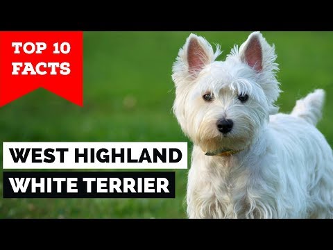 West Highland White Terrier – Top 10 Facts (Westie)