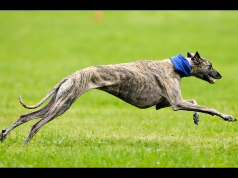 Топ 7 самых быстрых собак в мире