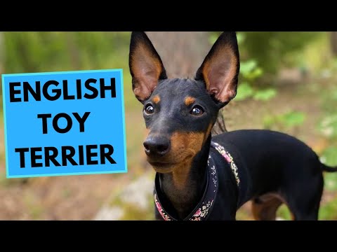English Toy Terrier - TOP 10 Interesting Facts