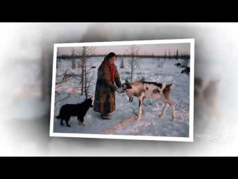 Nenets Herding Laika Dog breed