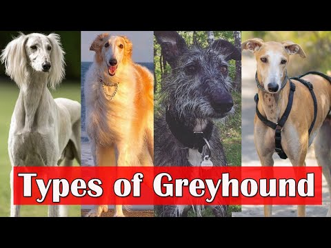 Types of Greyhound | 8 surprising types of greyhound dog breeds