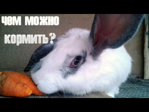 Кролиководство: чем кормить кроликов в домашних условиях?