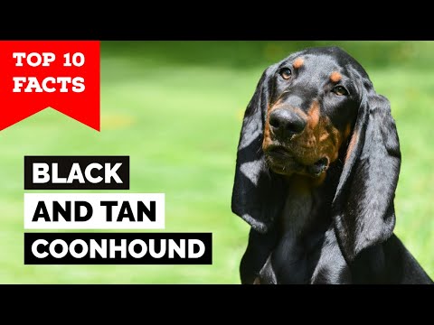Black And Tan Coonhound - Top 10 Facts